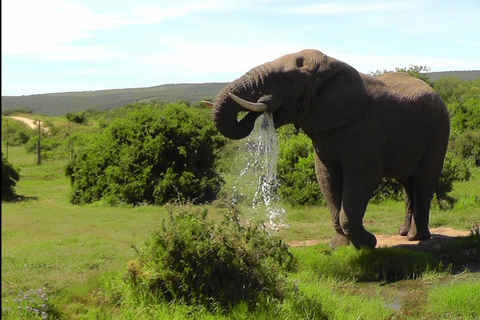 Schotia Safari – Big 5 Experience with High Lion Sightings