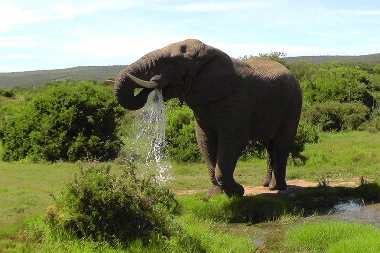 Schotia Safari – Big 5 Experience with High Lion Sightings