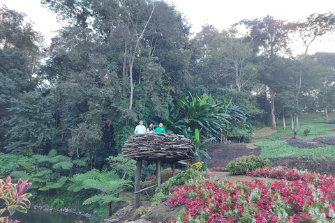 Chiang Rai: Mountains Discovery Doi Mae Salong & Doi Tung Mountains Discovery:Doi Mae Salong & Doi Tung (Private Tour)