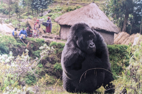 Rwanda: 8-dniowe safari z Kigali, Nyungwe i wulkanamiTrekking goryli