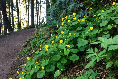 بورتلاند أوريغون: جولة مشي طويلة في فوريست بارك مع قلعة الساحرات