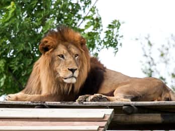Ravenna: Inngangsbillett til Safari Ravenna