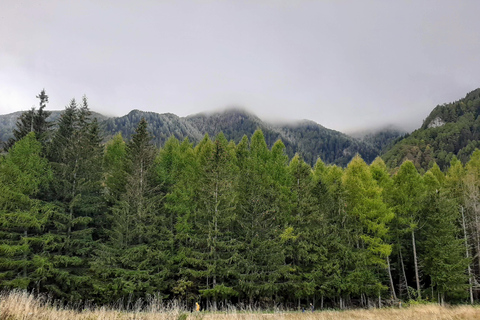 Sinaia Hike With Happy