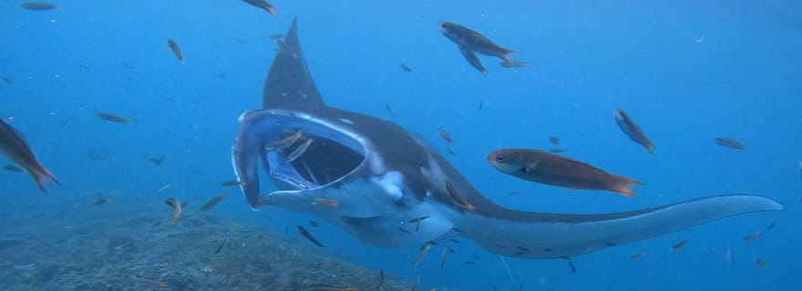 Au départ de Lembongan : Visite privée de Nusa Penida avec plongée en apnée et visite de l'ouest