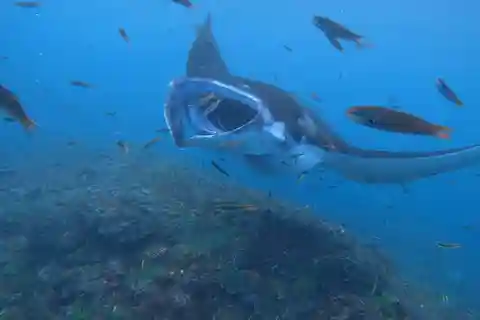 From Lembongan: Nusa Penida Private Snorkeling & West Tour