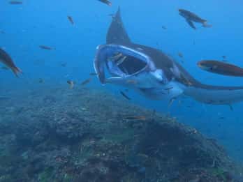 Desde Lembongan Excursión Privada de Snorkel y Oeste de Nusa Penida