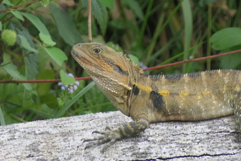 Daintree waters tour, all terrain vehicles and light lunch.