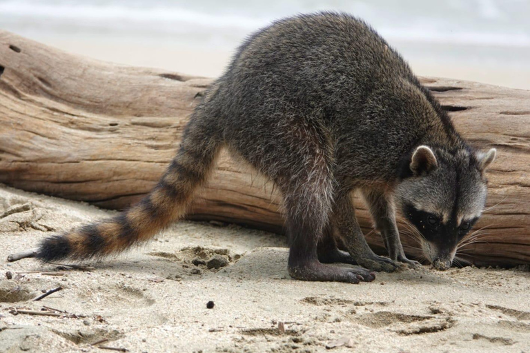 Cahuita: Hiking and wildlife watching tour