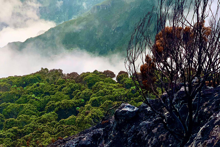 Arusha: Safari a piedi nel Parco Nazionale di Arusha