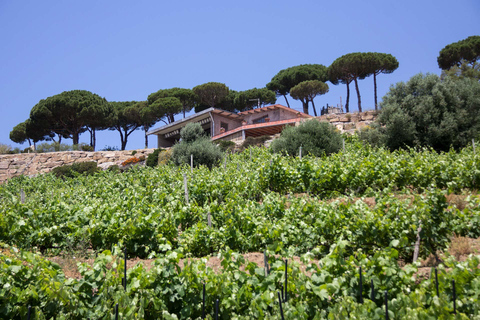 Barcelona: Sailing and Winery Tour with Wine Tasting Winery Tour & Wine Tasting from Barcelona (NO SAILIG)