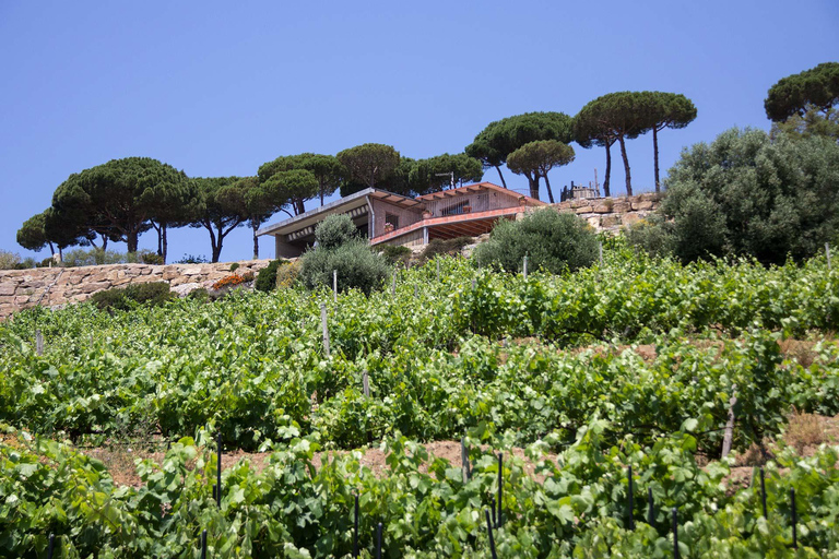 Barcelona: Sailing and Winery Tour with Wine Tasting Winery Tour & Wine Tasting from Barcelona (NO SAILIG)