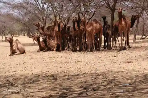 Jaisalmer: Camel Village Visit with Camel Ride & Interaction