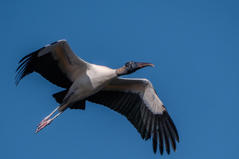 São Paulo: 3-Day Eco Safari Experience in the Pantanal