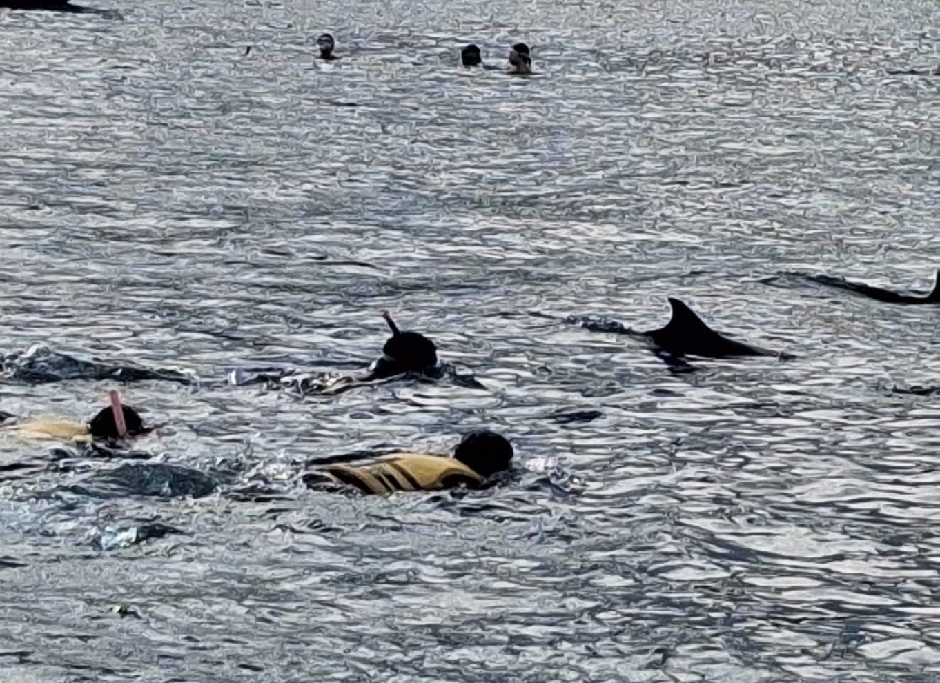 Svøm med delfiner i Black River Speedboat Tour