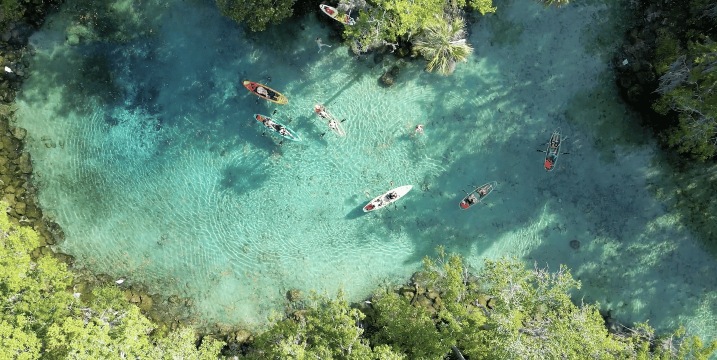 Crystal River: Three Sisters Spring – Seekuh-Tour mit transparentem Kajak