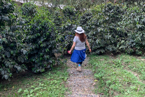 Bogotà: tour privato di un giorno alla collina di Monserrate e alla piantagione di caffèBogotà: tour privato di un giorno al Monte Monserrate e alla piantagione di caffè