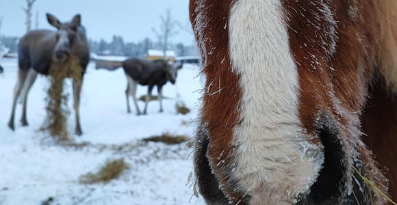 Kiruna: Moose Safari on Horseback with Lunch