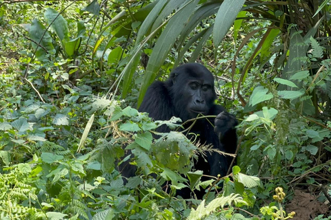 7 Day Rwanda & Uganda Primates Trekking & Wildlife Tour