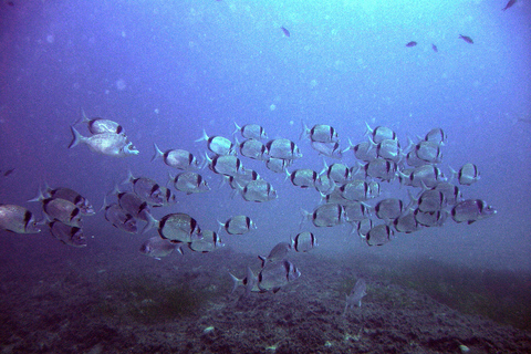 Djerba: Beginner Scuba Diving Introduction with Hotel Transfers Djerba: Beginner Dive Baptism with Hotel Transfers