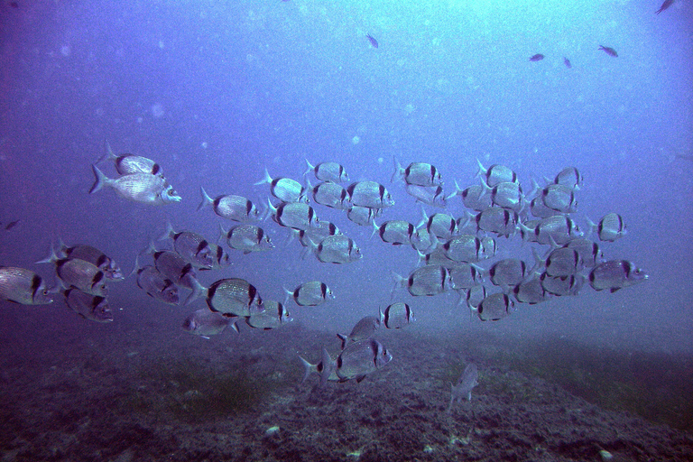 Djerba: Beginner Scuba Diving Introduction with Hotel Transfers Djerba: Beginner Dive Baptism with Hotel Transfers