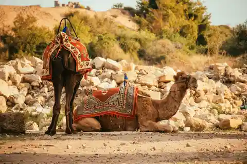Monastir: Camel Ride with Hotel Pickup