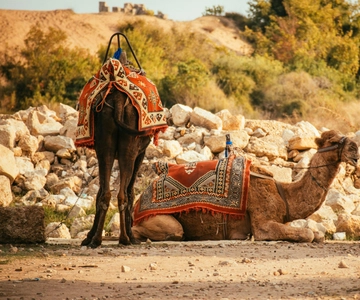 Monastir: Camel Ride with Hotel Pickup