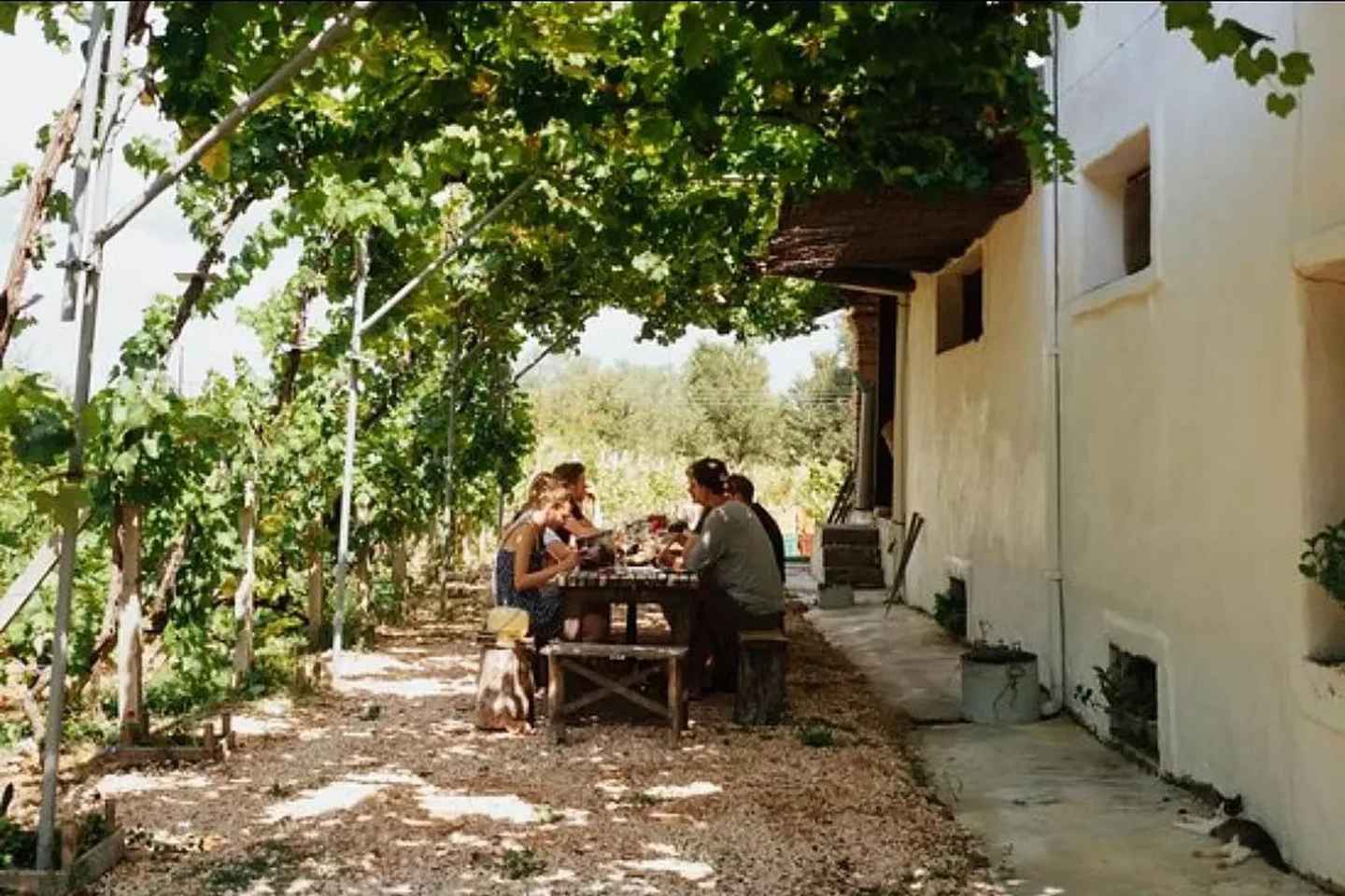 Vineyard Sips: Family Winery Tour & Gourmet Tasting in Corfu - Vineyard Sips: Family Winery Tour & Gourmet Tasting in Corfu