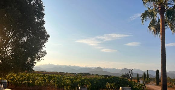 Mallorca: Sonntags Paella Happening in den Weinreben