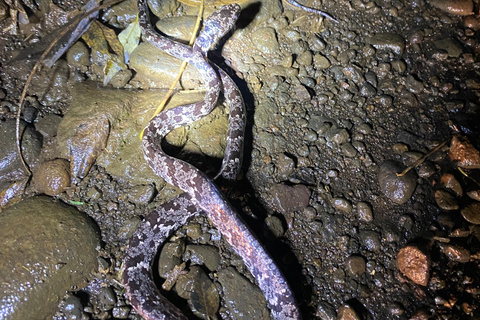 Puerto Jimenez: Jungle Night Walk near Corcovado NP