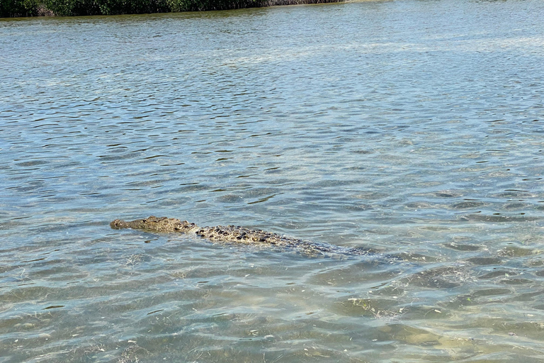 Flamingo Classic: Rio Lagartos and Las Coloradas