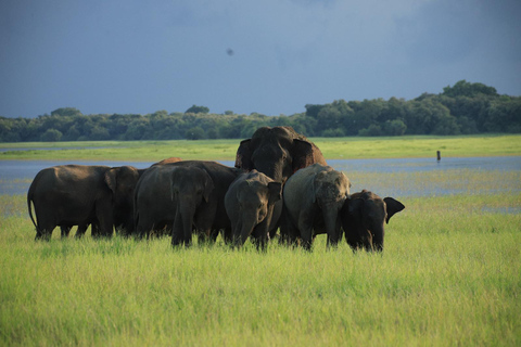 Sigiriya Rock Hike & Minneriya Elephant Safari – Day Tour Sigiriya Pickup & Drop off with Safari