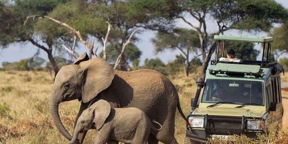 5-days-best-of-tanzania-safari-on-4x4-land-cruiser-jeep-getyourguide