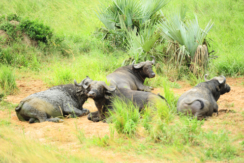 Kampala: 2-Day Murchison Falls Safari with Rhino Trek