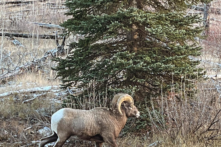 Explore Banff National Park - Exclusive Small Group Tour