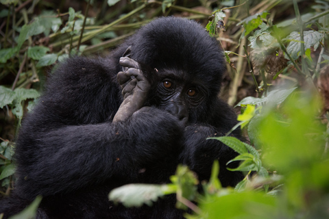 5-Day Uganda Safari: Chimpanzees & Gorillas on midrange