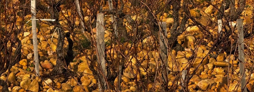 Châteauneuf-du-Pape : Circuit œnologique d'une journée avec sommelier