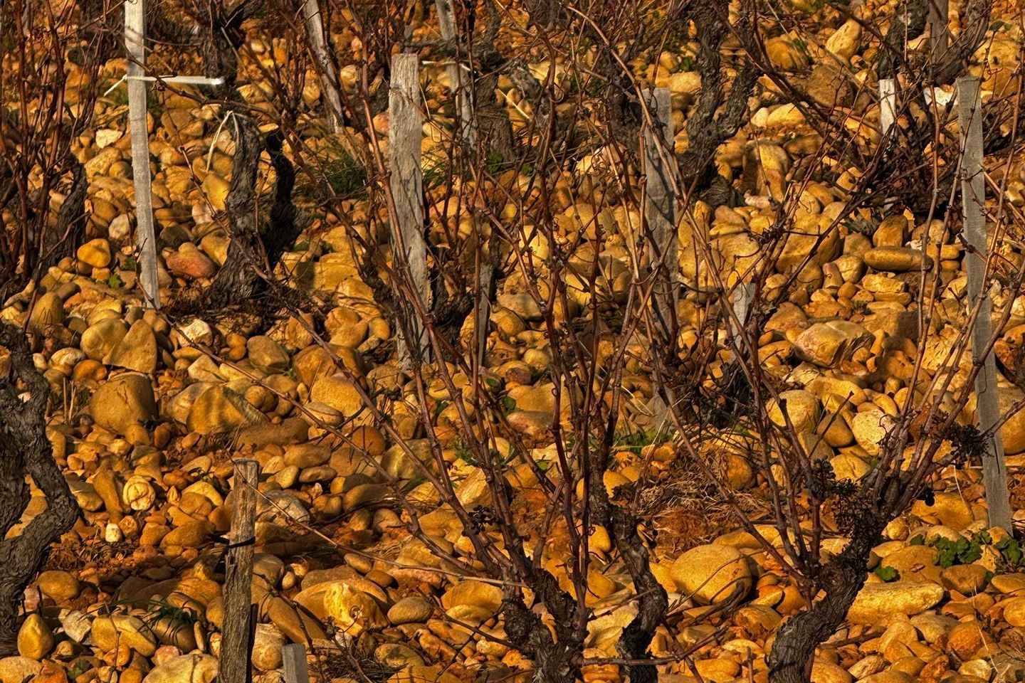 シャトー・ヌフ・デュ・パプ ワインツアー ソムリエ同行 日帰り アヴィニョン発