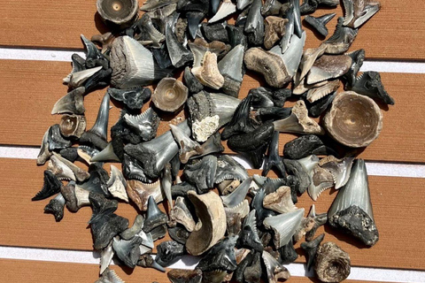 Folly Beach: Morris Island Bootstour mit Fossilienjagd