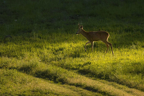 From Sofia: Wildlife Tracking & Search Science Expedition