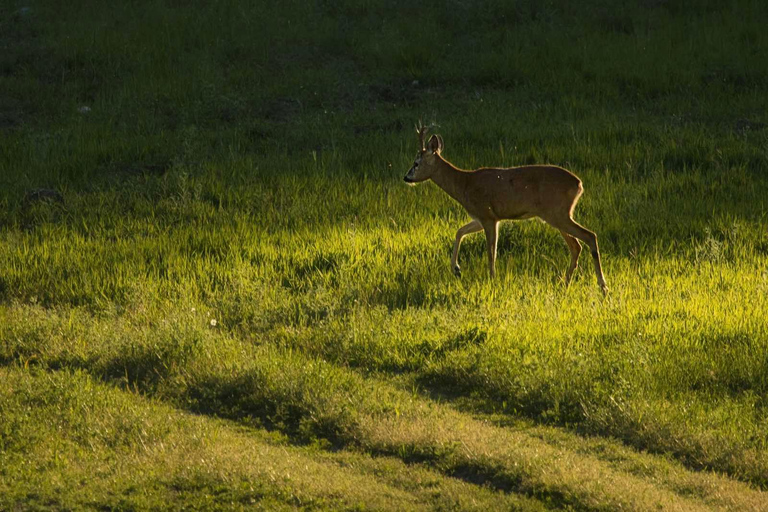 From Sofia: Wildlife Tracking & Search Science Expedition