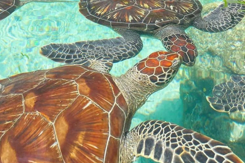 MNEMBA: Delfini, snorkeling e tour del santuario delle tartarughe marine di NungwiTour privato con ingresso, senza servizio di prelievo in hotel