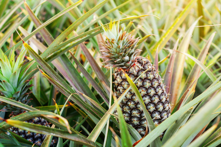 Ao Nang: Crystal Pool Kayaking, ATV, and Pineapple Farm Tour 1-Hour ATV Ride