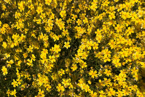 من بيرث: جولة استكشافية ليوم كامل للزهور البرية مع وجبة غداء