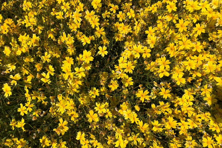 من بيرث: جولة استكشافية ليوم كامل للزهور البرية مع وجبة غداء