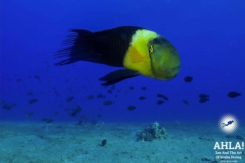 Eliat: Coral Reef Snorkeling Trip with Instructor Snorkeling tour to Underwater Restaraunt covered by Corals
