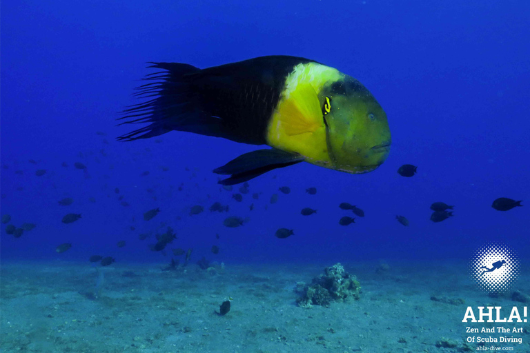 Eliat: Coral Reef Snorkeling Trip with Instructor Snorkeling tour to Underwater Restaraunt covered by Corals