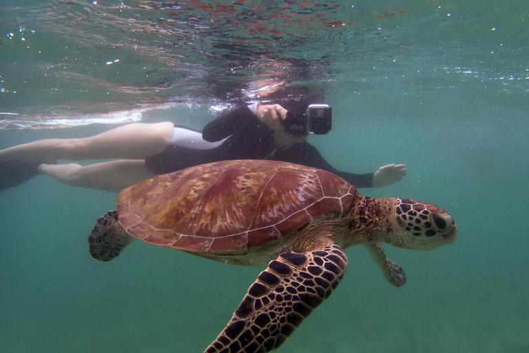 Mirissa, Sri Lanka: Guided Eco Turtle Snorkel & GoPro Videos