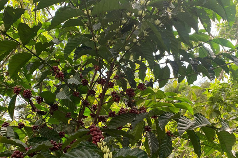 Tapachula: The Chiapas Coffee Route Tapachula: The Coffee Route in Chiapas