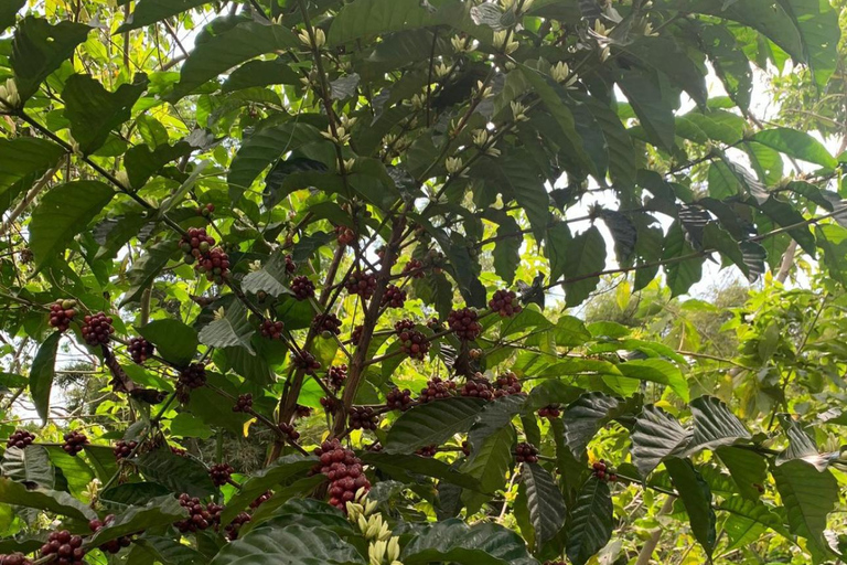 Tapachula: The Chiapas Coffee Route Tapachula: The Coffee Route in Chiapas