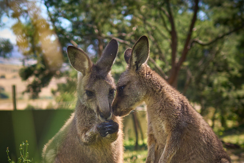 Bonorong Wildlife Sanctuary Shuttle: Wycieczka brzegiem Hobart